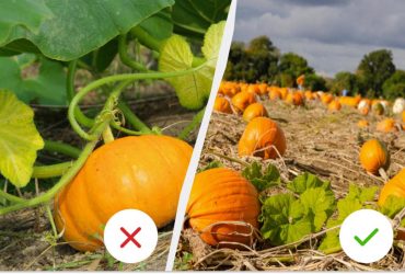 Как понять, что тыква уже созрела: нужно обратить внимание на 4 признака