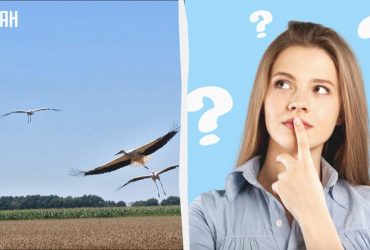 Усі бачать лелек, а треба знайти курку за 7 секунд: напрочуд цікава оптична ілюзія