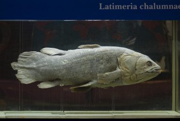 Самую древнюю рыбу, считавшуюся вымершей, обнаружили в рыбацком городке: как она выжила