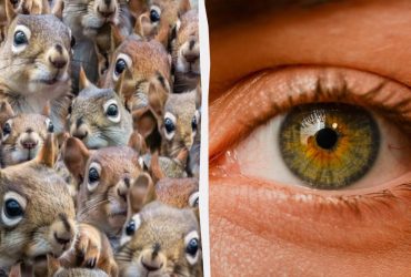 Надо найти хитрого кота среди белок за 10 секунд: коварная оптическая иллюзия