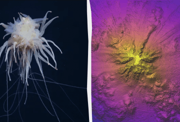 Біля узбережжя Чилі вчені знайшли літаючого спагетті-монстра: чим особлива така істота