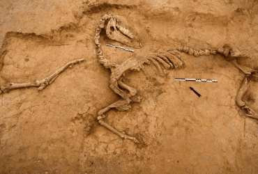 Археологи розкрили похмуру реальність битви при Ватерлоо