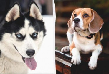 Часті походи до ветеринара не знадобляться: 10 собак із хорошим здоров'ям