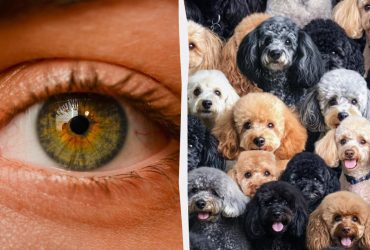 Треба знайти вівцю серед собак за 7 секунд: головоломка з пасткою