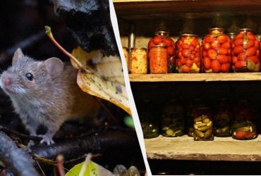 Миші підуть із льоху назавжди: цей засіб завжди допомагає