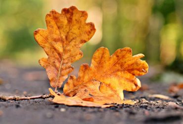 Укргідрометцентр повідомив, яка погода буде у жовтні