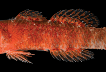 Новый вид довольно несчастной рыбы назвали сварливым бычком-карликом