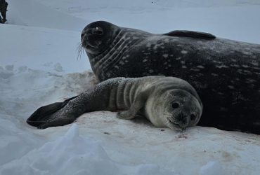 У полярников появился удивительный сосед: они показали милые фото новорожденного тюленя