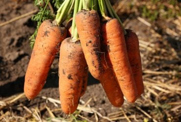 Як краще зберігати моркву в холодильнику: лайфхак від дієтолога