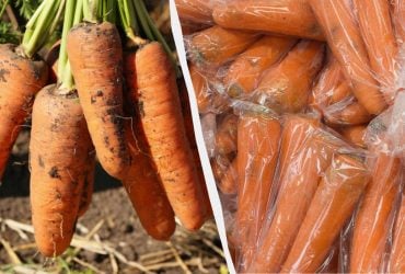 Морковь пролежит свежей до весны: вот как нужно её хранить