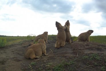 Таинственная жизнь забавных животных: экологи показали кадры с одесскими новоселами (фото)