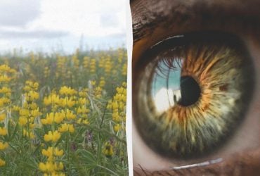 Головоломка с ловушкой: надо найти бабочку в люпине за 11 секунд