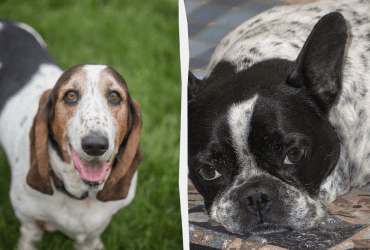 Ласковые и милые: 5 самых спокойных пород собак для вашего уюта