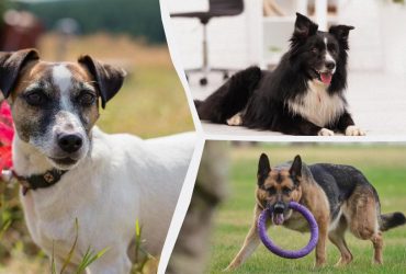 Настоящие спортсмены: 5 самых атлетичных пород собак по мнению кинологов