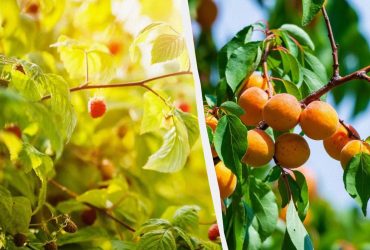 Какие деревья можно сажать осенью, а какие - весной: советы дачникам