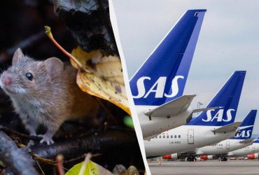 Мышь выпрыгнула на пассажирку самолета из бортовой еды: рейс пришлось экстренно посадить