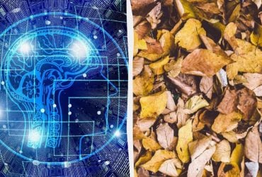 Быстрый тест для проверки IQ с подвохом: надо найти трех черепах среди листьев за 9 секунд