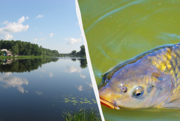 Від чого масово гинула риба в Десні та Сеймі на Чернігівщині: відповідь професора