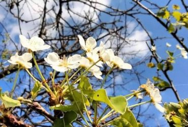 На Одещині масово зацвіли груші: вчений пояснив, чому це погано (фото)