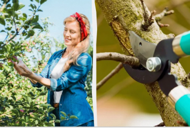 Эти 3 дерева обязательно нужно обрезать осенью: остальные трогать нельзя