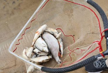 Тонны мертвой рыбы: экологи посчитали сумму ущерба от загрязнения рек на Черниговщине