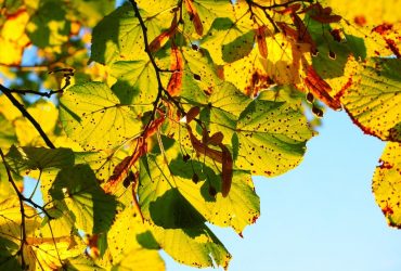 Синоптик прогнозирует аномальное тепло в Украине: где еще задержится лето