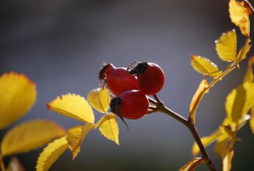 Укргидрометцентр сообщил, как изменится погода в начале октября