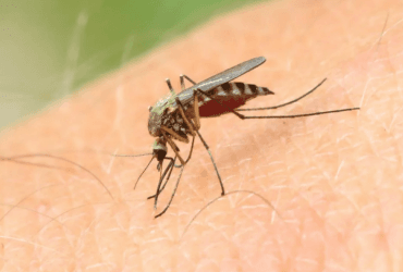 В Хмельницком от лихорадки Западного Нила умерла женщина: почему ее не спасли