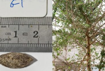 Учені воскресили біблійне дерево з 1000-річного загадкового насіння (фото)