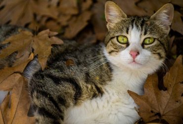 Тиждень в Україні почнеться з похолодання: прогноз на 11 листопада (карта)