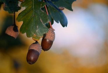 Укргідрометцентр повідомив, яка погода буде у вересні 2025