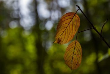 Жовтень у Києві почнеться з тепла, але є нюанс