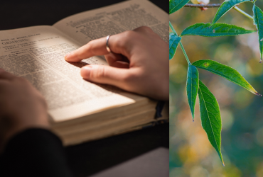 Ученые вырастили библейское дерево из таинственных семян, которому тысяча лет (фото)