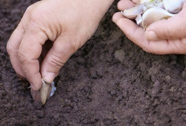 Коли садити часник на зиму у 2024 році: за місячним календарем і городніми прикметами