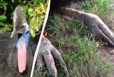 Живой динозавр: какая птица является самой опасной в мире