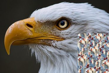 Надо найти гордого орла среди гусей за 7 секунд: оптическая иллюзия с уловкой