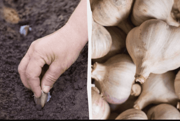 Озимий часник дуже любить це підживлення: його потрібно розсипати перед посадкою