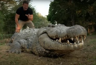Став батьком для 10 тисяч нащадків: скільки років найстарішому крокодилу у світі
