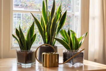 5 кімнатних рослин, які допоможуть позбутися плісняви у будинку