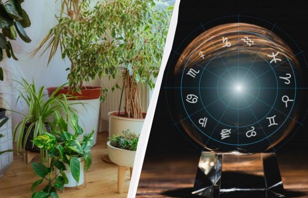 Риби - Заміокулькас, Лев - Монстера: названо найкращу рослину для кожного знака Зодіаку