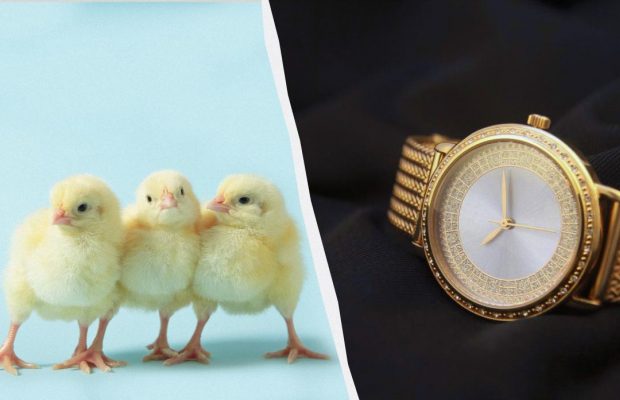 Від годинника за $6 мільйонів до курчати: найдивніші речі, які люди забували в готелях