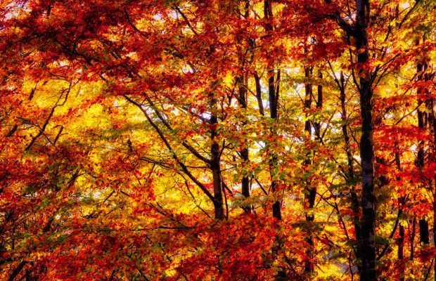 Осеннее равноденствие: почему этот праздник называют мистическим, традиции и запреты