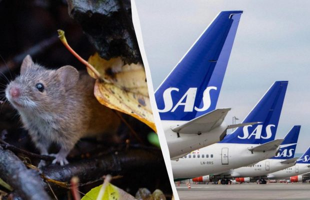 Миша вистрибнула на пасажирку літака з бортової їжі: рейс довелося екстрено посадити