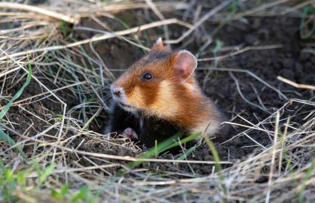 До заповідного степу на Одещині випустили червонокнижних хом'яків (фото)