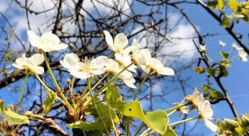 В Одесской области массово зацвели груши: ученый объяснил, почему это плохо (фото)