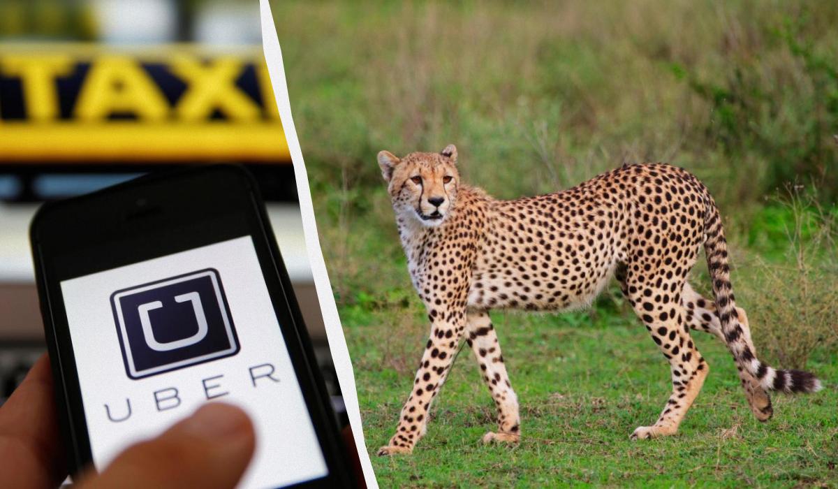 Uber предлагает туристам поехать на сафари на такси / коллаж УНИАН, фото ua.depositphotos.com Uber предлагает туристам поехать на сафари на такси / коллаж УНИАН, фото ua.depositphotos.com
