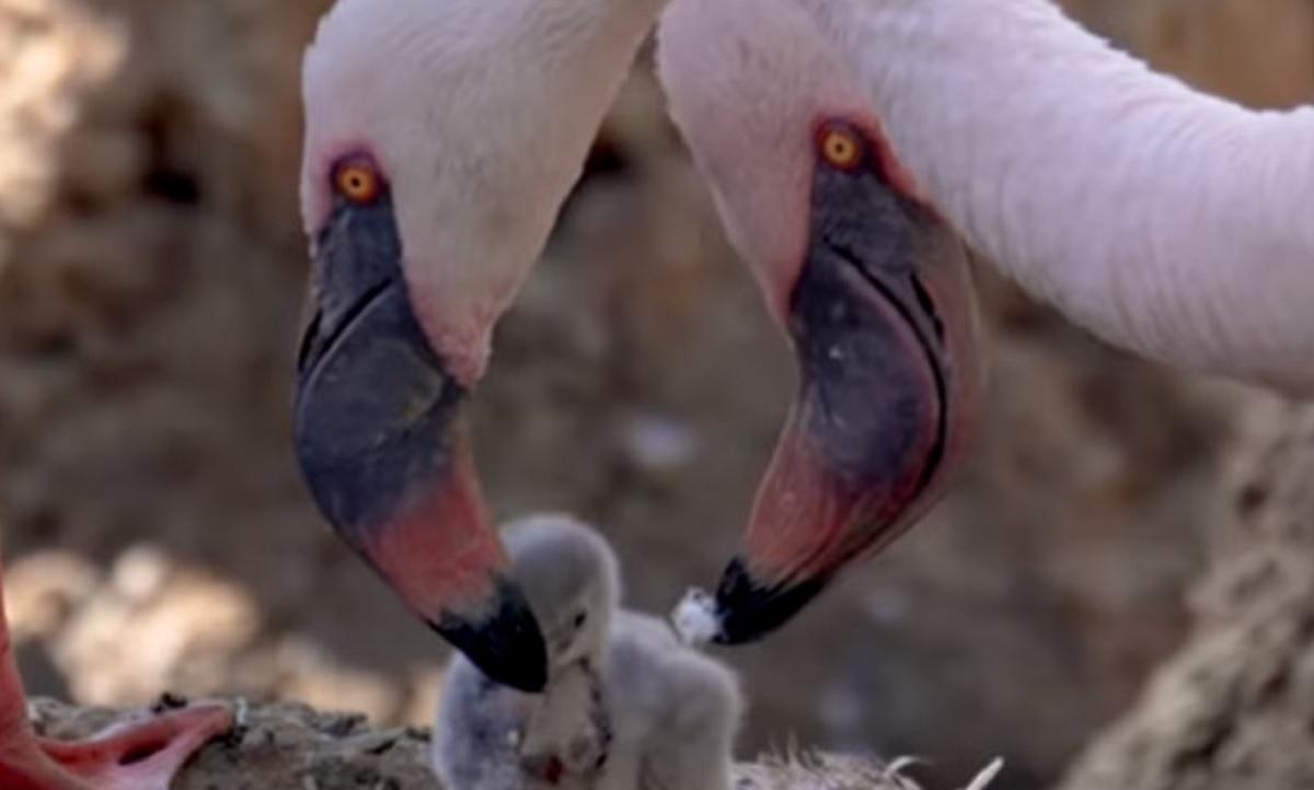 Папы фламинго одинаково хороша заботятся о своем птенце / фото San Diego Zoo Safari Park Папы фламинго одинаково хороша заботятся о своем птенце / фото San Diego Zoo Safari Park