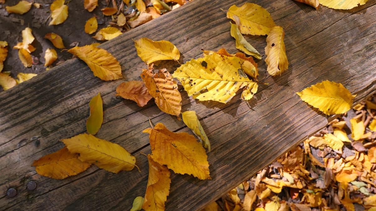 29 жовтня в Україні стане на пару градусів свіжіше / фото Pixabay 29 жовтня в Україні стане на пару градусів свіжіше / фото Pixabay