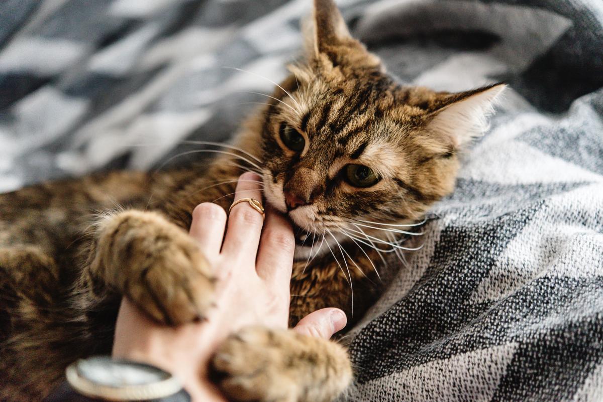 Кошка может укусить, когда испытывает нужду в ласке и внимании / фото ua.depositphotos.com Кошка может укусить, когда испытывает нужду в ласке и внимании / фото ua.depositphotos.com