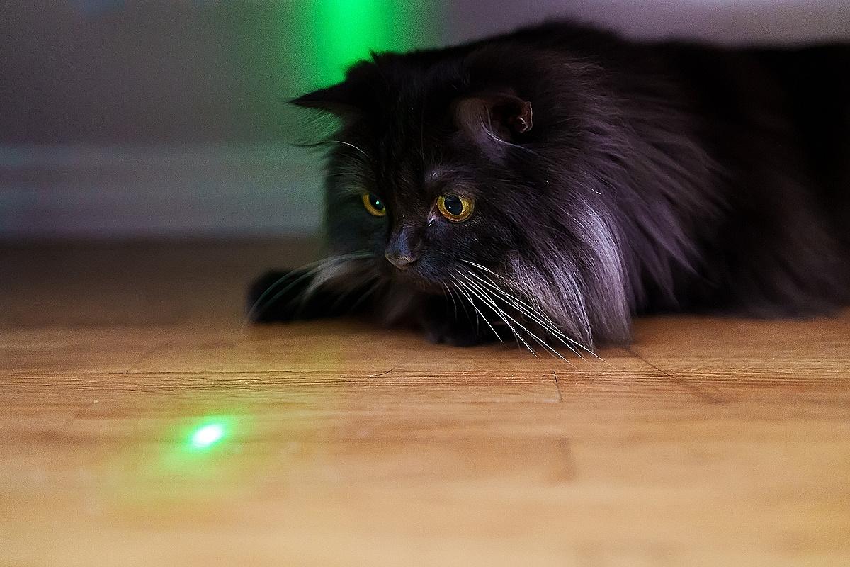 Коти обожнюють гратися з лазерною указкою / фото ua.depositphotos.com Коти обожнюють гратися з лазерною указкою / фото ua.depositphotos.com